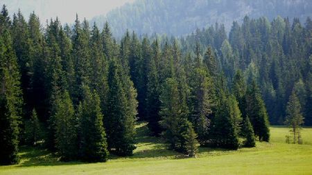 Risultati immagini per auguri di natale in tema foreste