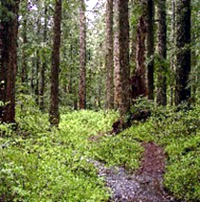 foresta3