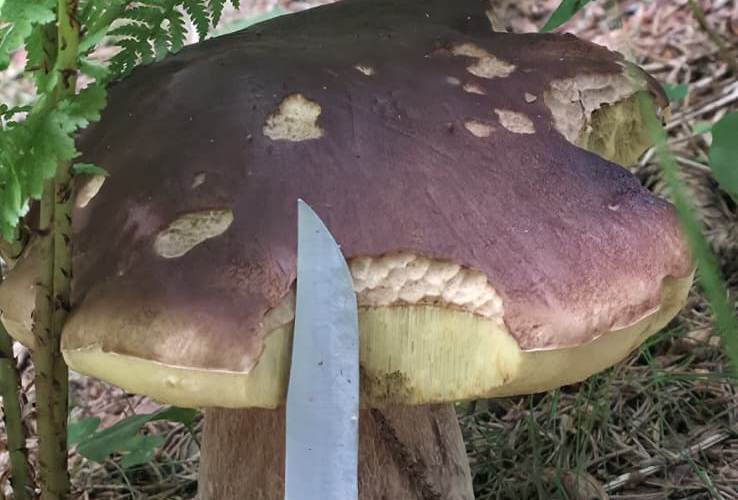 CALDO: COLDIRETTI/FEDERFORESTE. SOS ANCHE NEI BOSCHI, STAGIONE DEI FUNGHI AL PALO